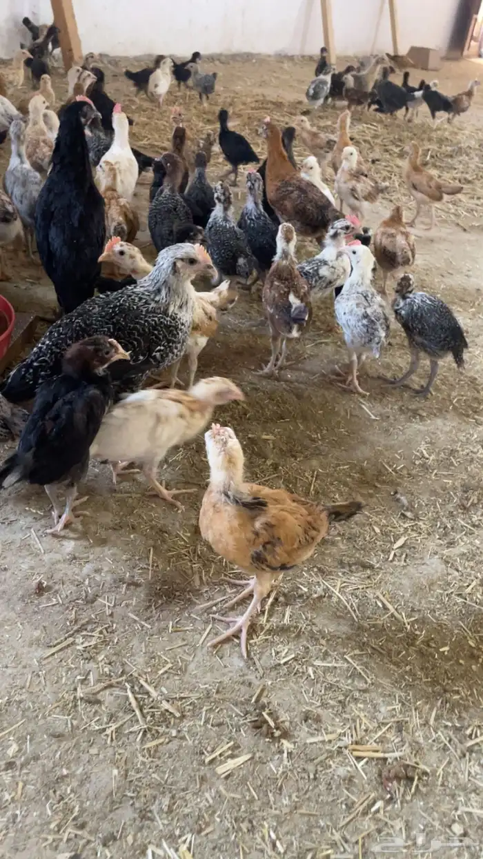 صوص دجاج العمر اكثر من شهرين 0