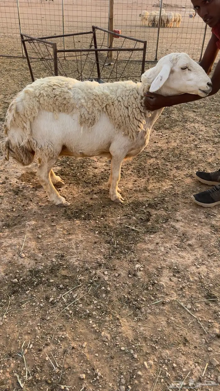 شاه حريه حايل 2