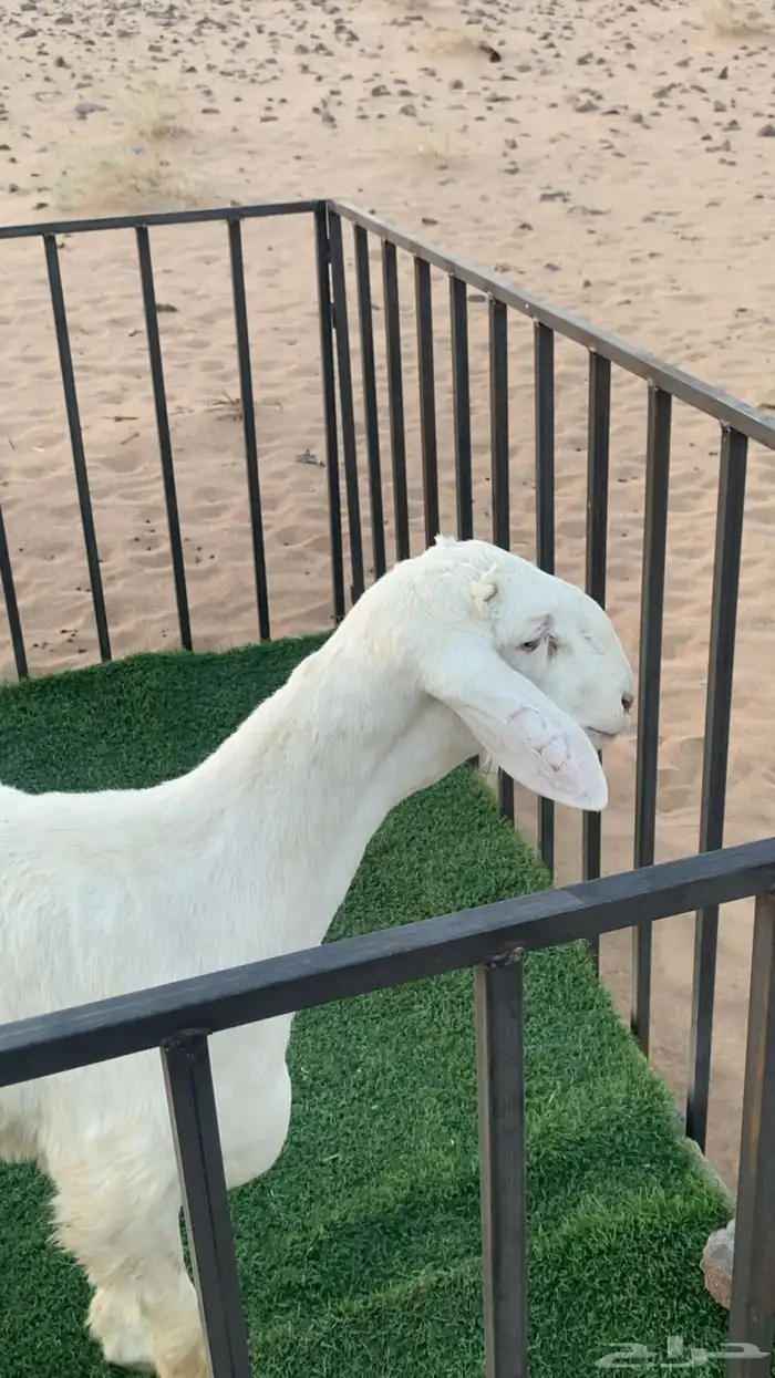 مشروع فحل 0