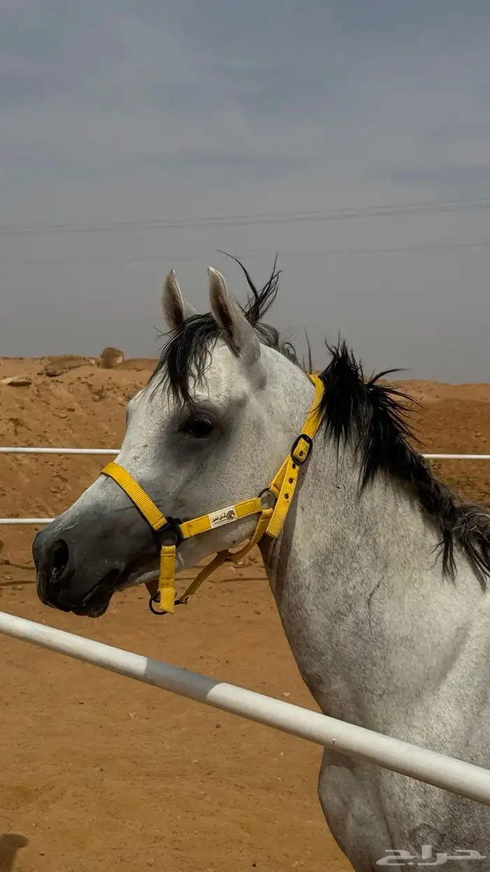 حصان شعبي فاخر 3