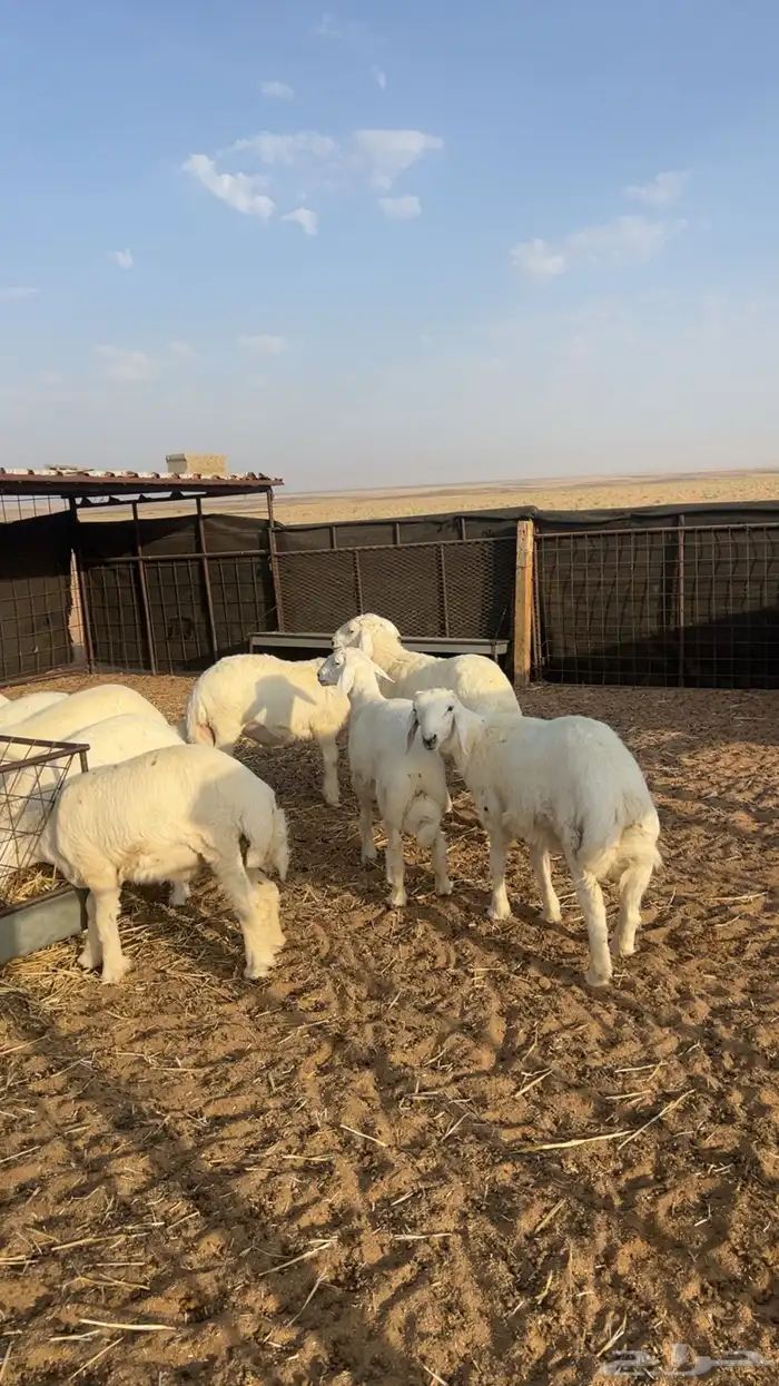 بهم حري مراح 0