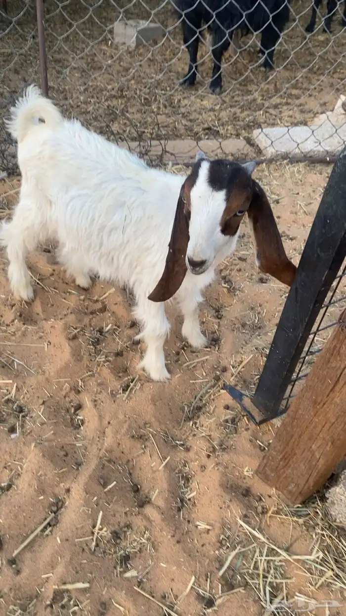 عنز ثنيه 3