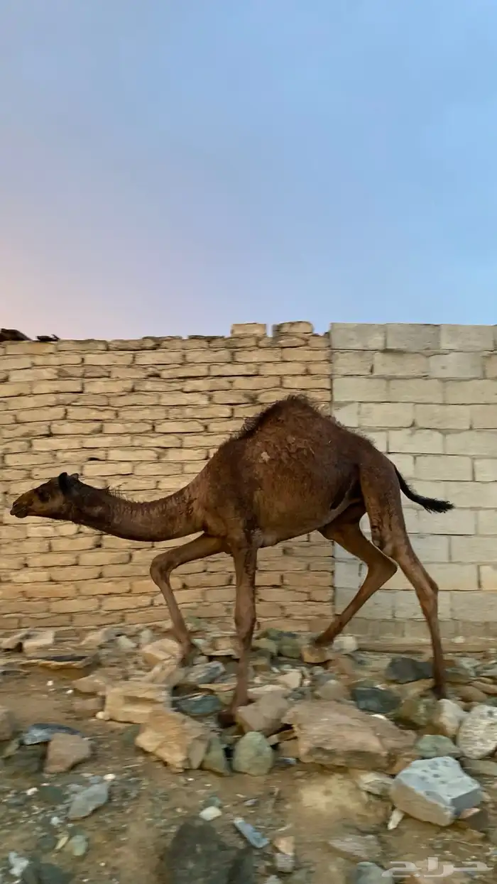 ثلاث نياق مهاجيم للبيع 5