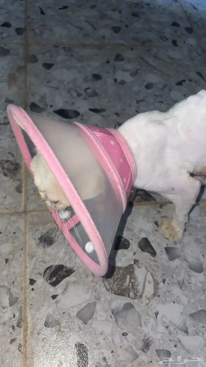 قطه تم انقاذها للتبني. 3