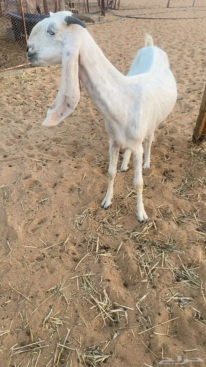 عنز ثنيه 2