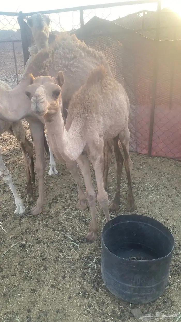 للبيع 3