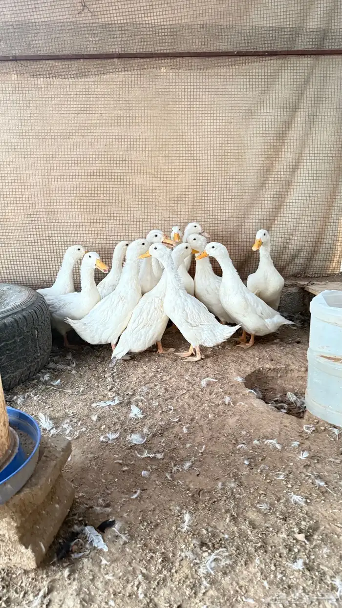 بط بكيني 0