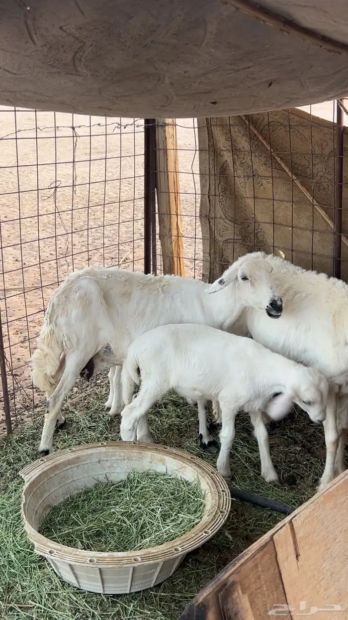 للبيع حريات2خلفات 3