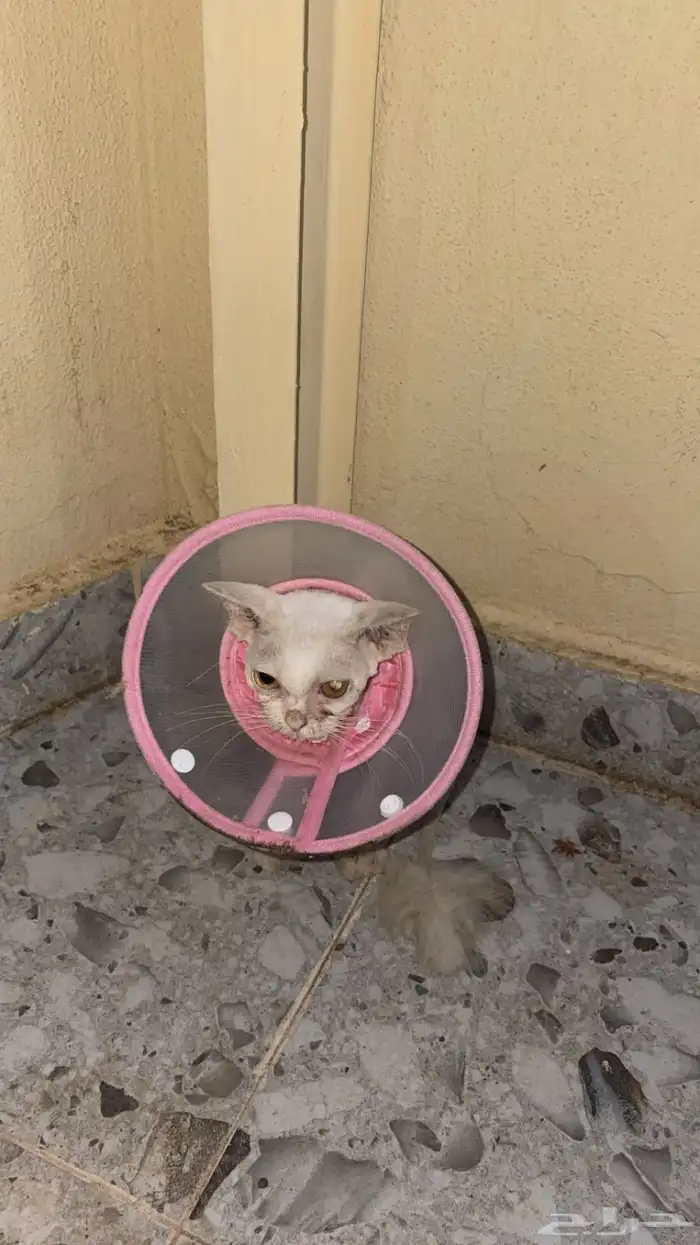 قطه تم انقاذها للتبني. 0