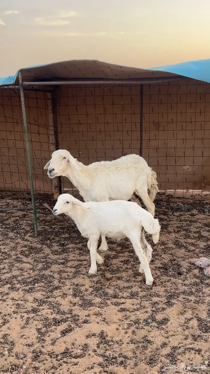 للبيع حريات2خلفات 1