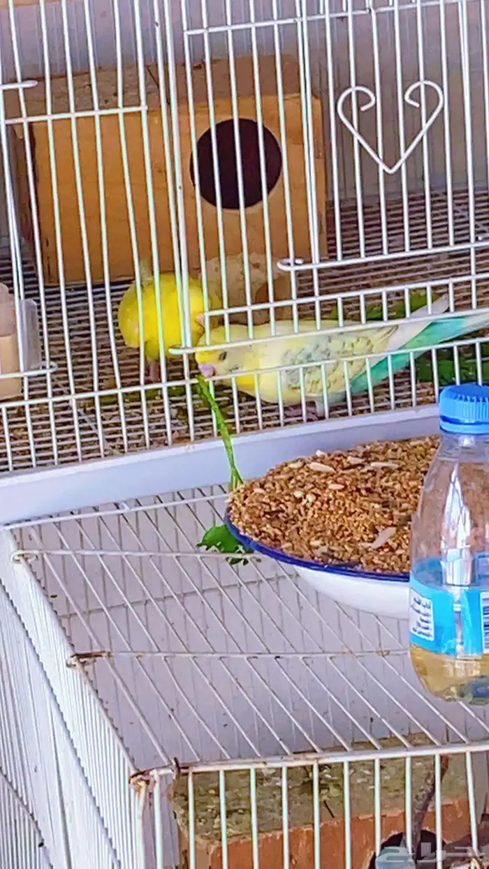 أزواج بادجي منتجه 9