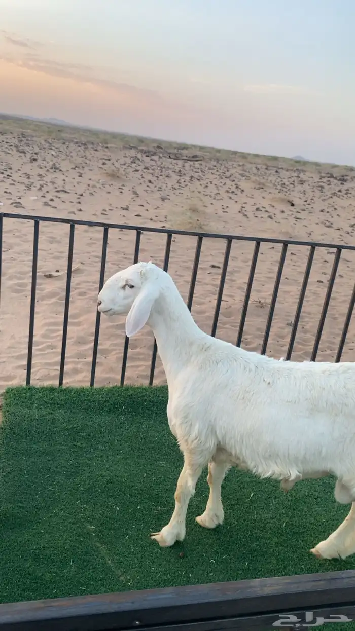 مشروع فحل 1