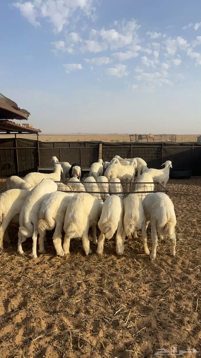بهم حري مراح 2