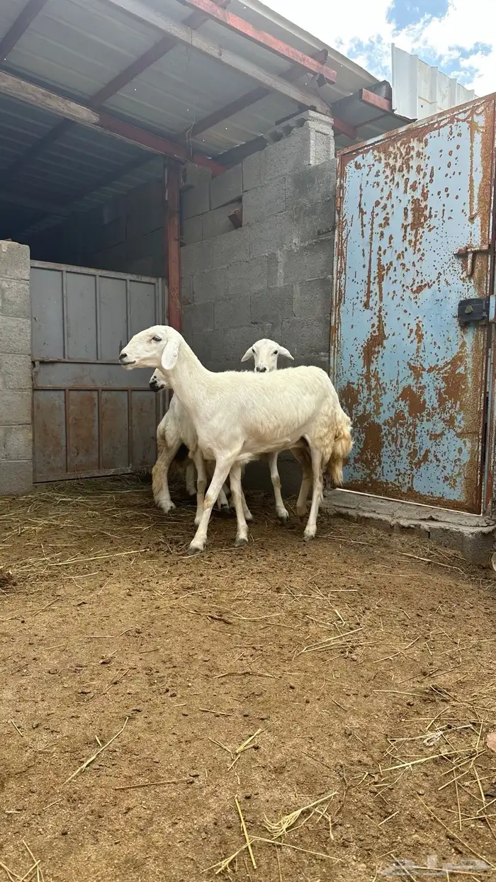 رخال صنف 1