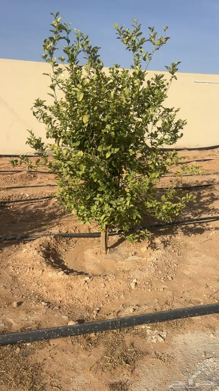اشجار برتقال 2