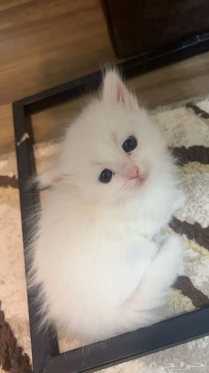 قطه شيرازي للبيع العمر شهر لعبوبه مره 0
