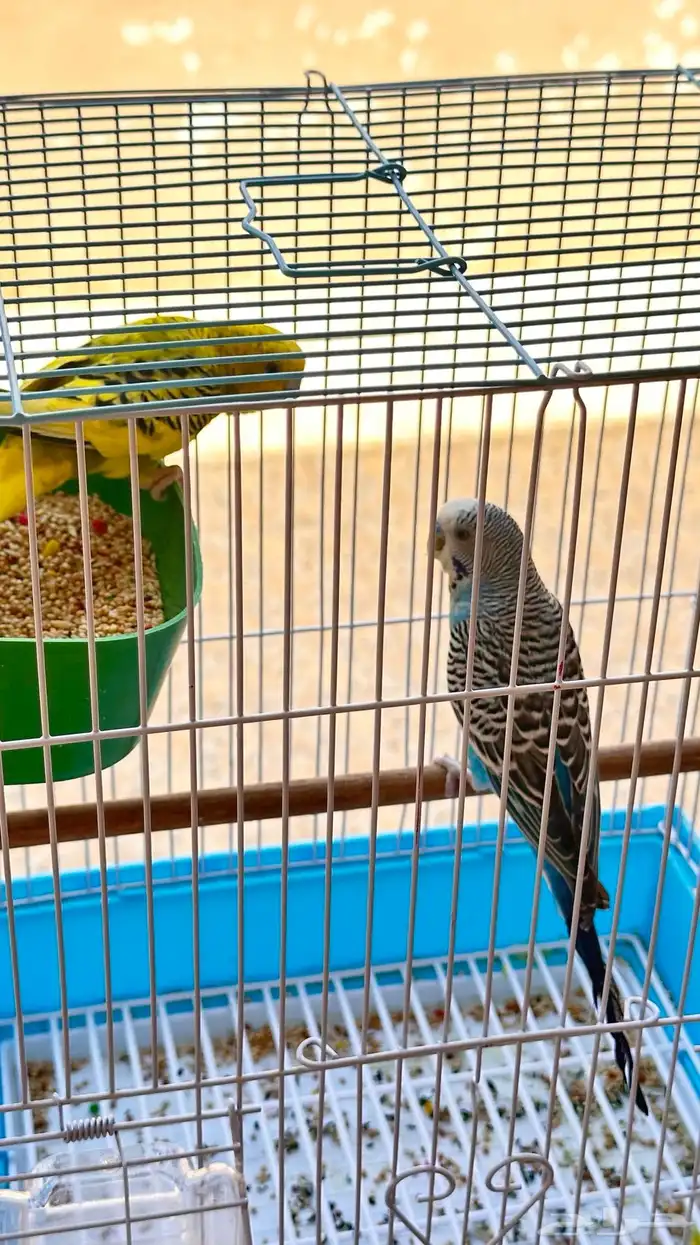 للبيع طيور حب مع كامل ملحقاته 1