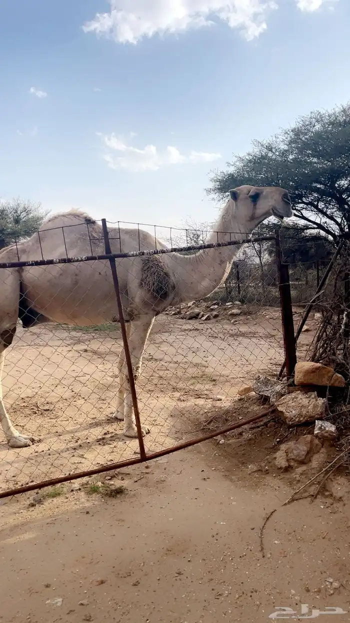 بعير اشقح شمالي هداوه واضراب واعشار شرط 0
