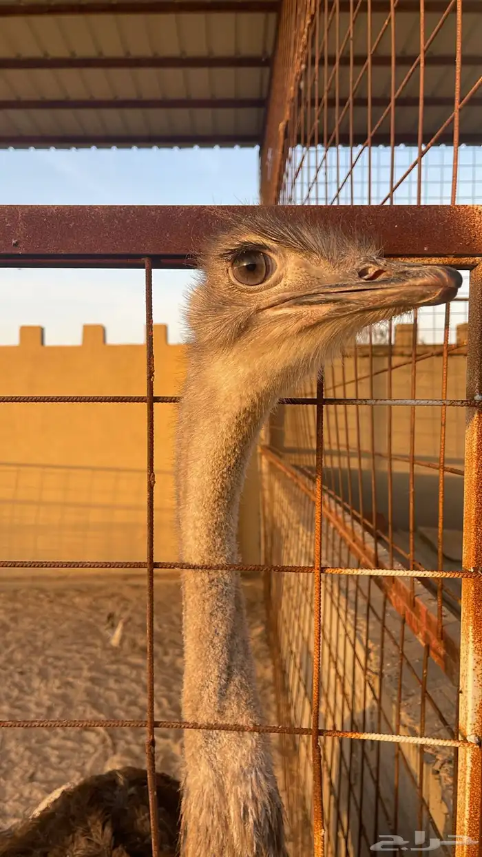 ذكرنعام افريقي واسترالي بالغ العمراربع سنوات 3