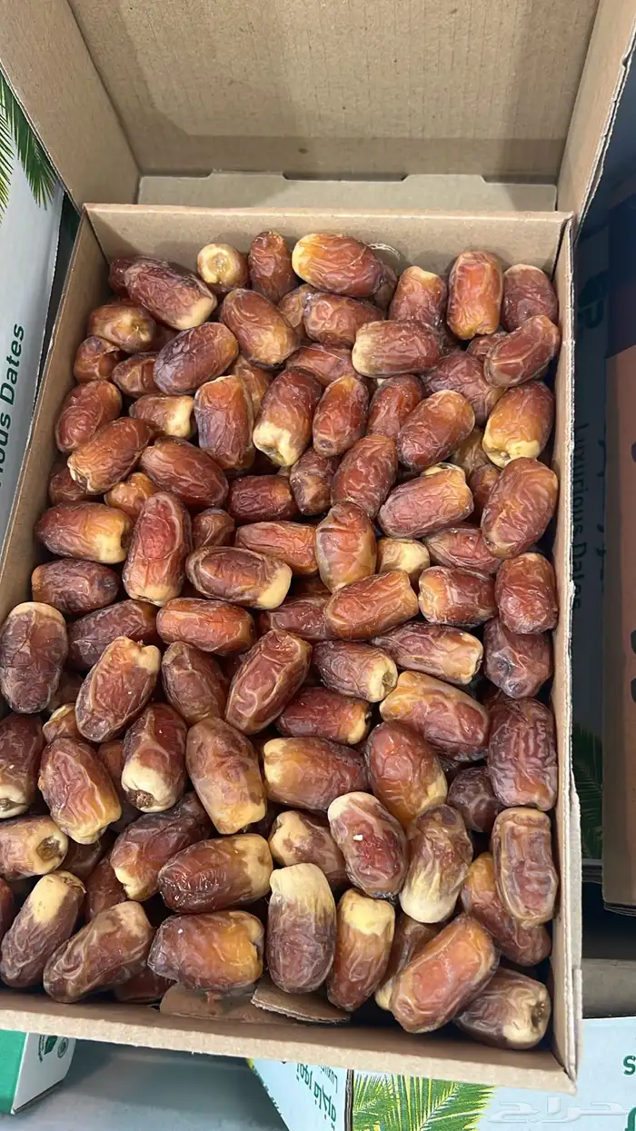 صقعي رطب فاخر مطوق احمر 3