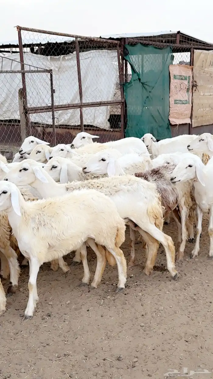 رخال دفيع مقربات مراح واحد ونظافه شرط بفحولها 2 10