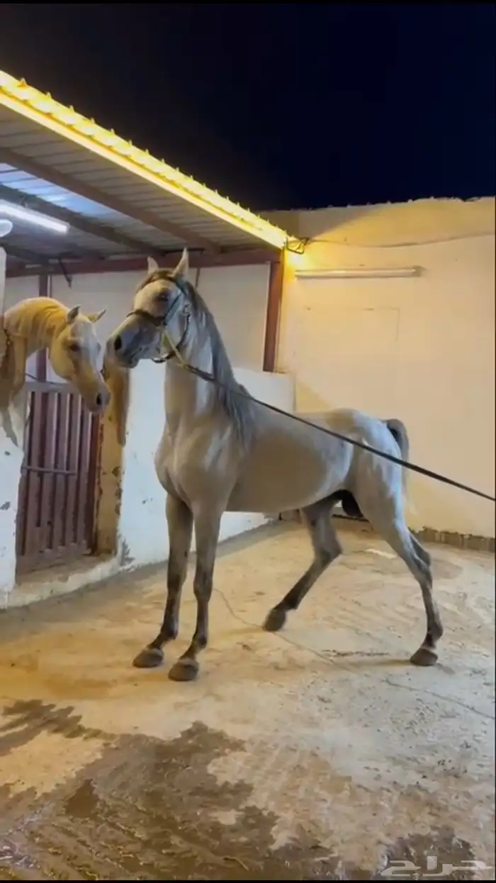حصان عربي مصري بيور 0
