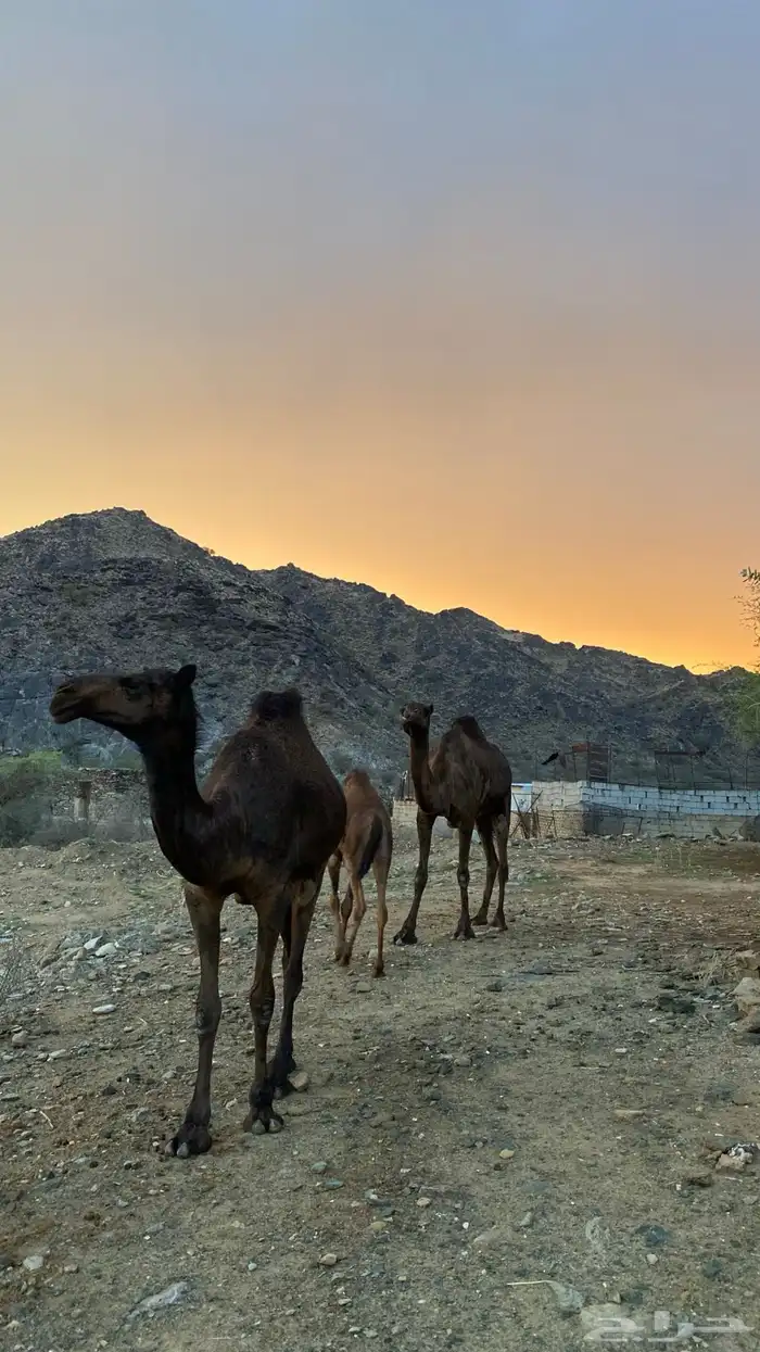ثلاث نياق مهاجيم للبيع 6