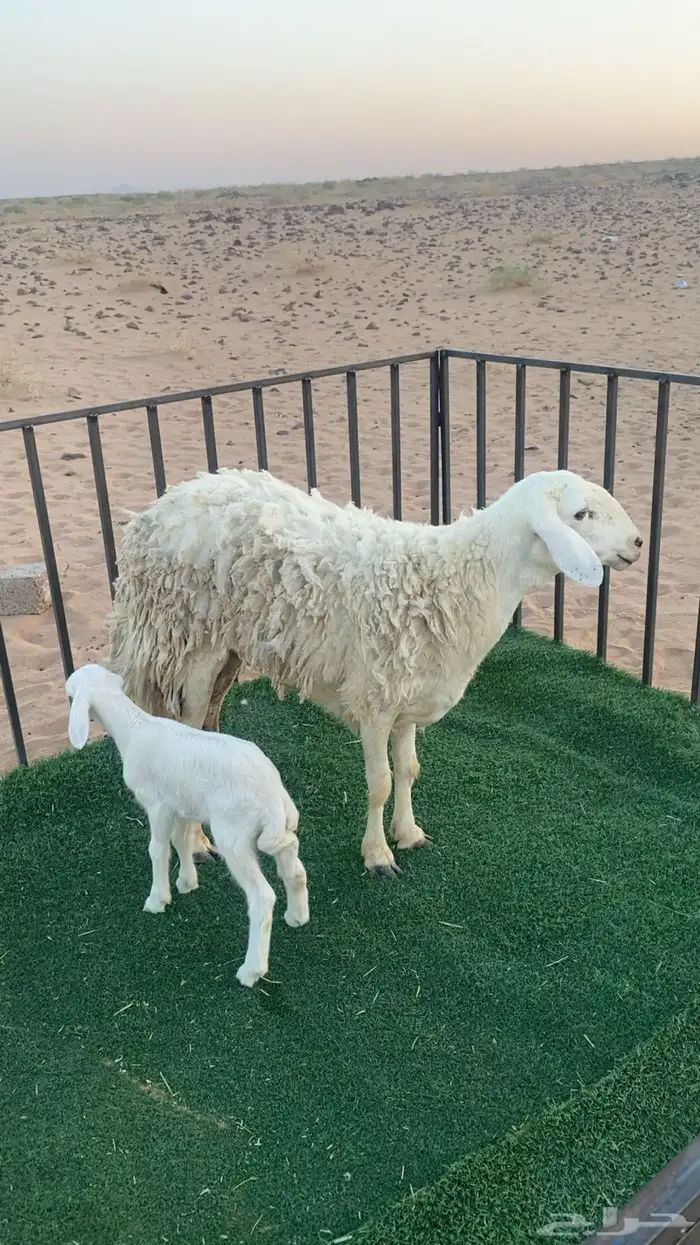 تم البيع 1