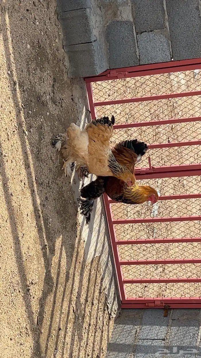 زوج براهما فاخر 4