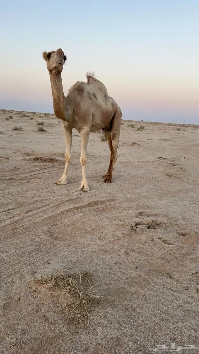 ناقه ضريبه 0