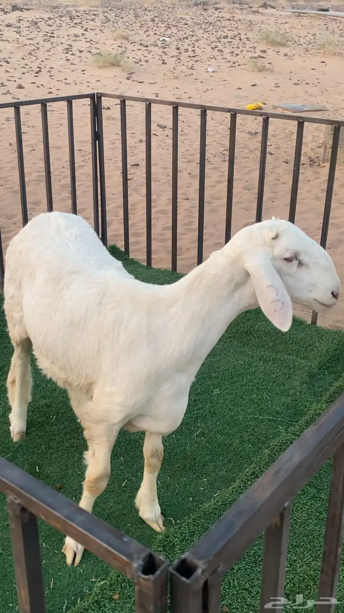 مشروع فحل 3