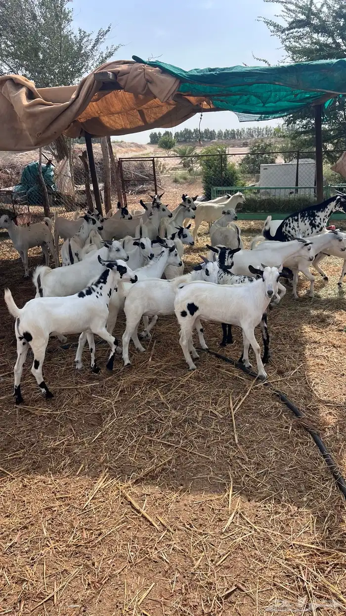تيوس طيبه 2