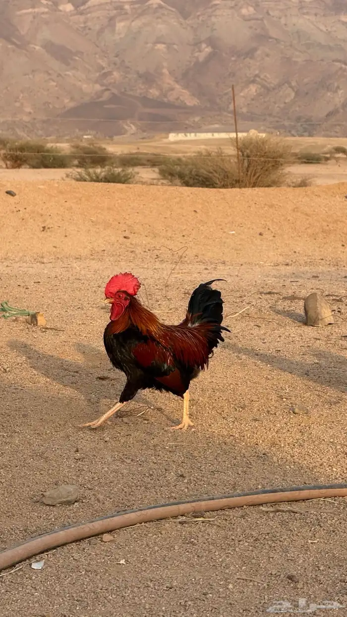 ادياك بلدي ترثه اصيله شرط 10