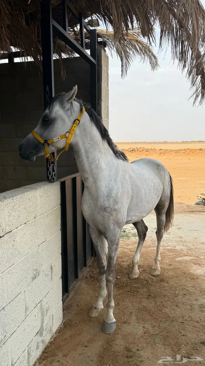 حصان شعبي فاخر 2