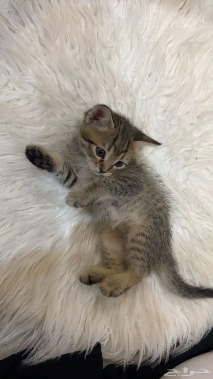 قطط للبيع 5