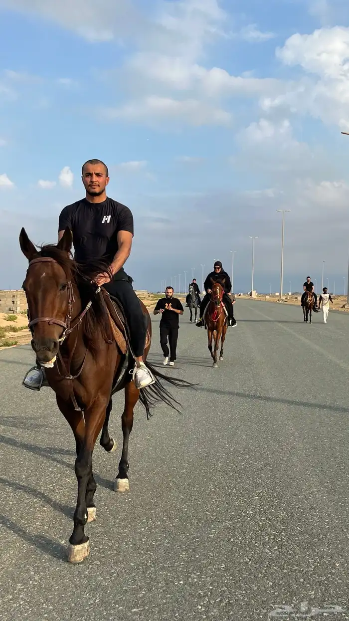 خيل 18