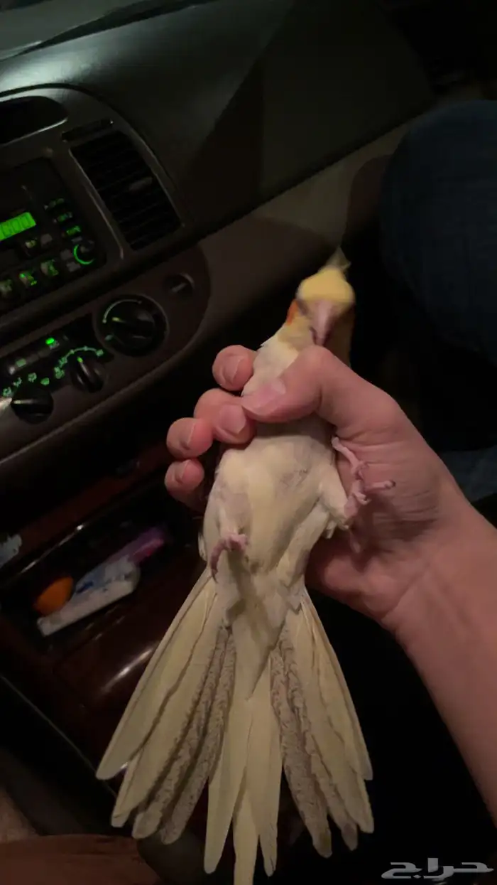 للبيع طير روز وكروان 4