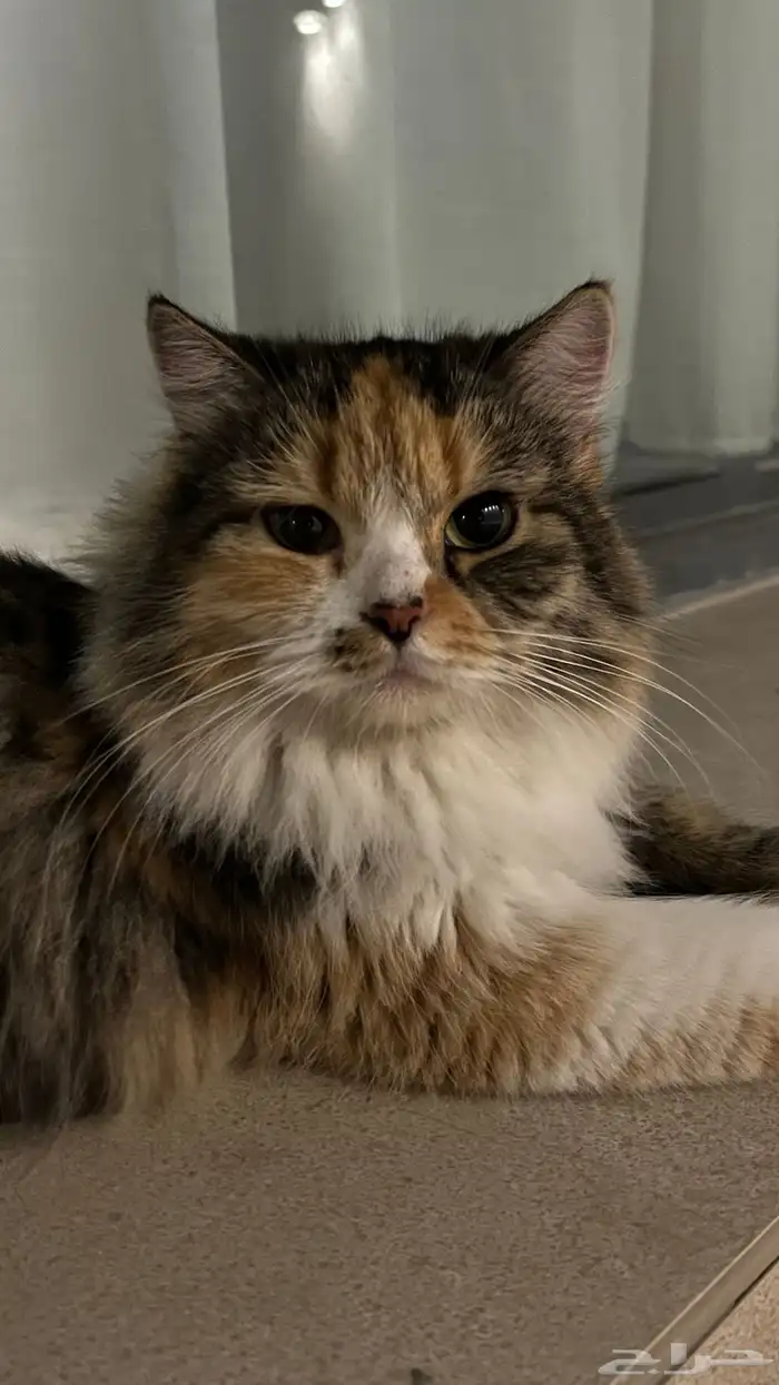 قطة شيرازية للتبني 0