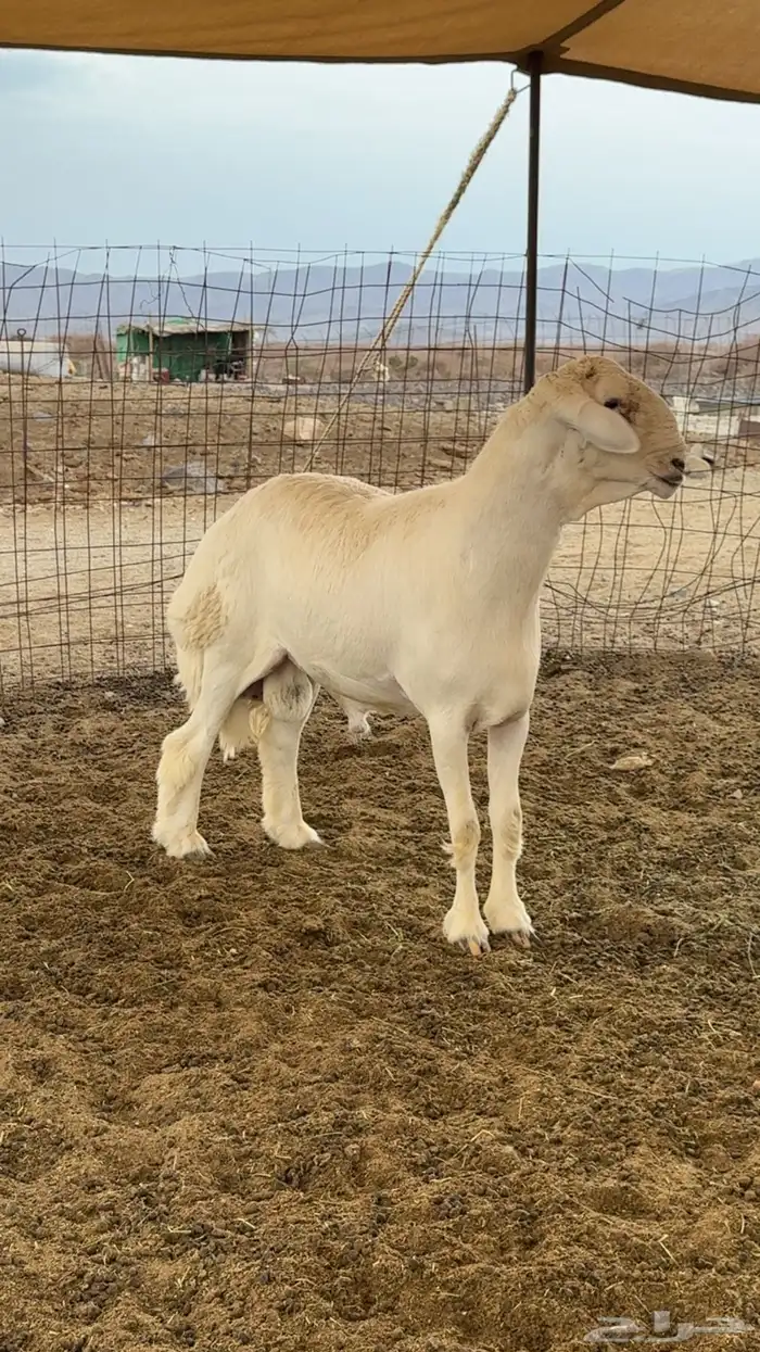طلي مشروع فحل صنف الصنف 0