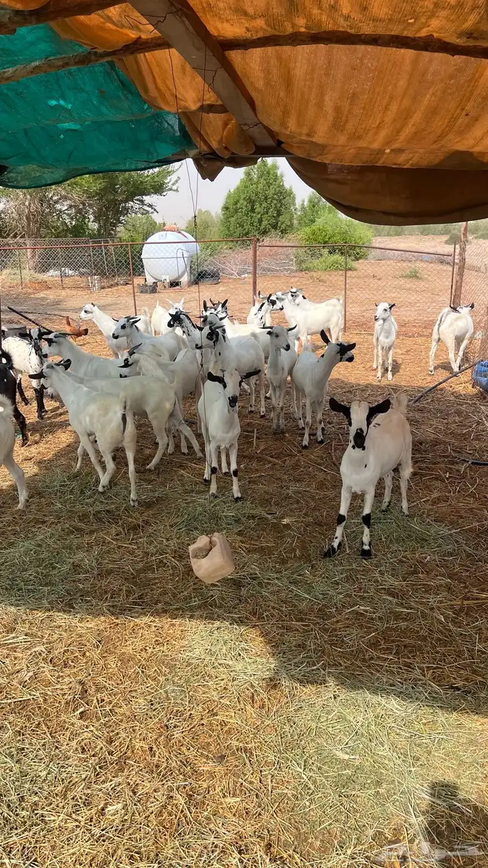 تيوس طيبه 0