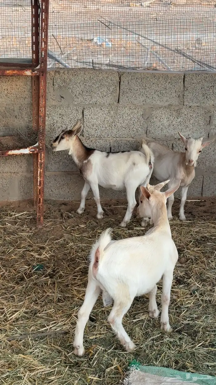 عمانيات ع جنوبي 1