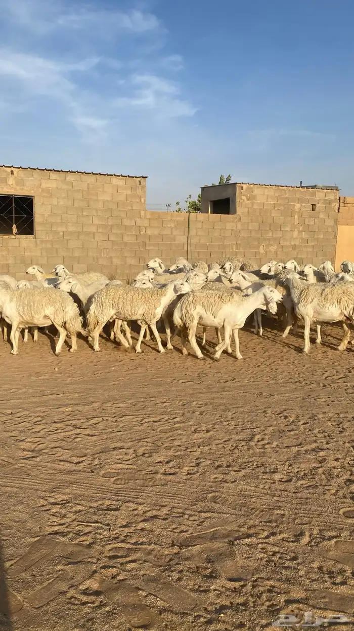 رخال حرش صنف الصنف 4