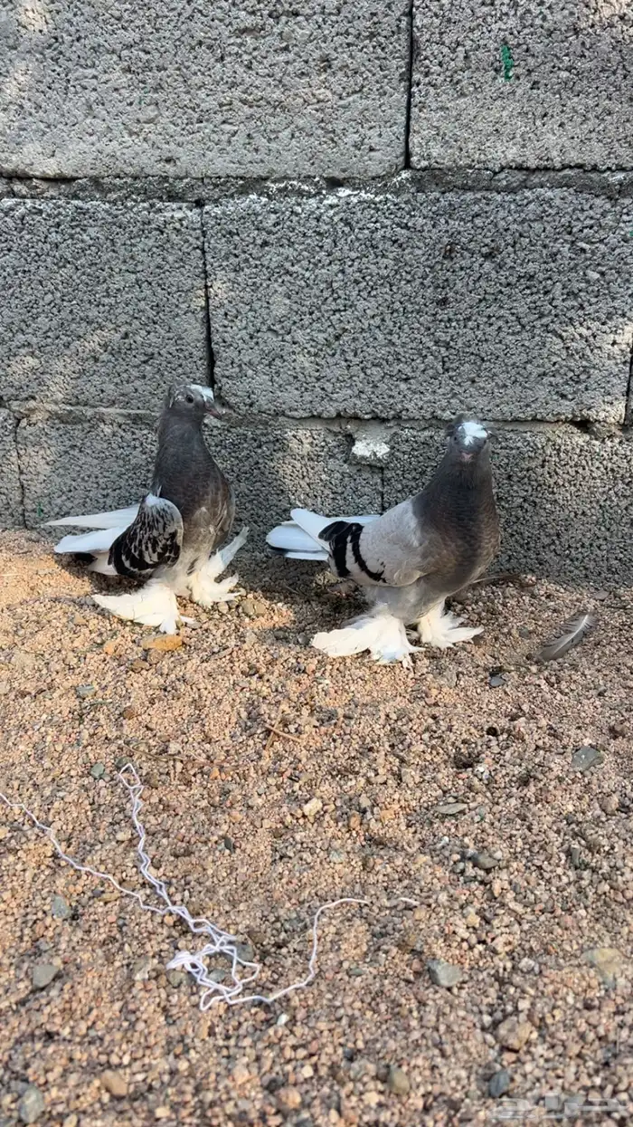 حمام تركي 0
