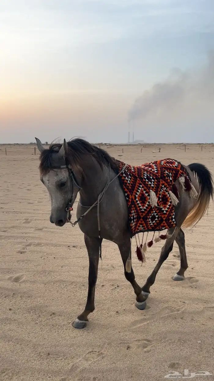 فرس شعبيه مهره شيخه 3