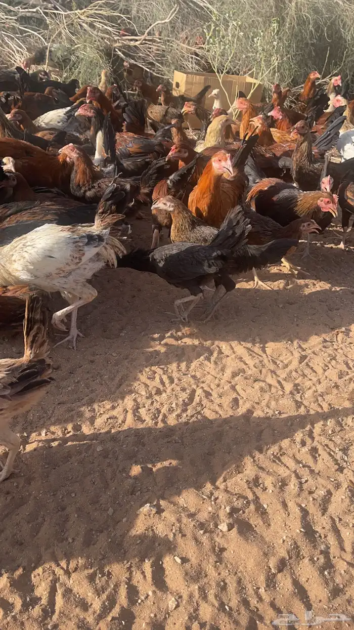 دجاج 1