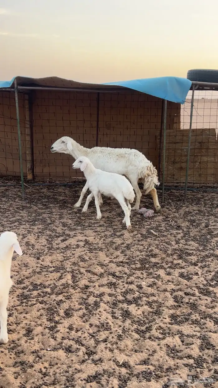 للبيع حريات2خلفات 0