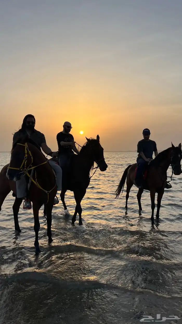 خيل 2