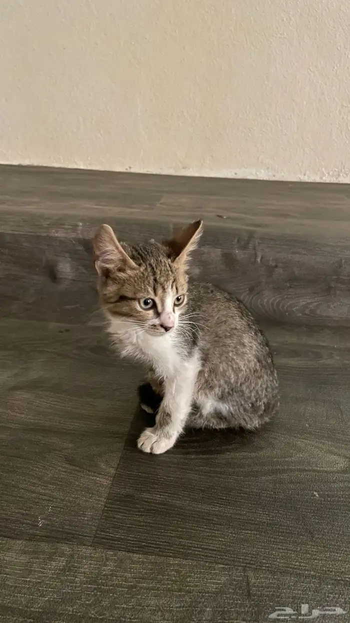 قطه للبيع بسعر المناسب نضيفه 2