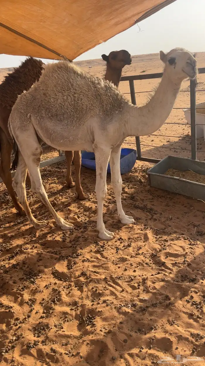 قعود شحم خمس شهور قصب اوض 4