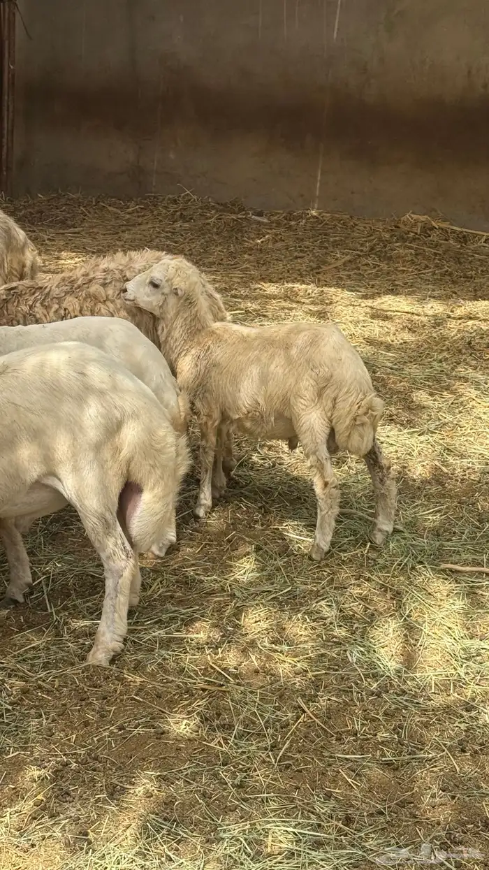 كبش للبيع 2